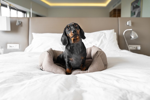 Adorable dachshund puppy looks attentively at something, sitting in a pet bed, which stands in the middle of bed in bedroom at home or in dog friendly hotel room, front view.